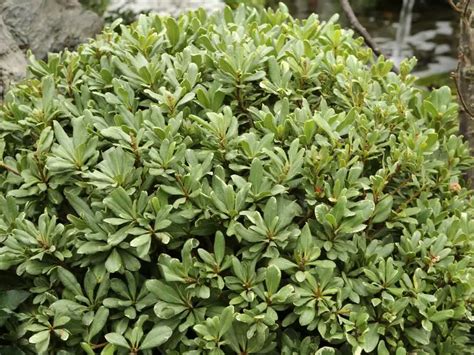 Pittosporum Hedge: 7 Ideal Pittosporum Varieties You Can Use As Hedges