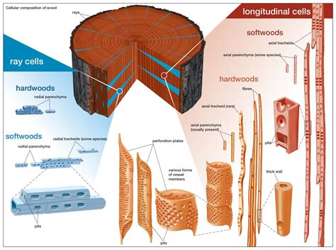 Softwood Types And Uses Cheapest Shop | 2022.markettraders.com