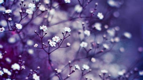 Hd Flowers Wallpaper - WallpaperSafari