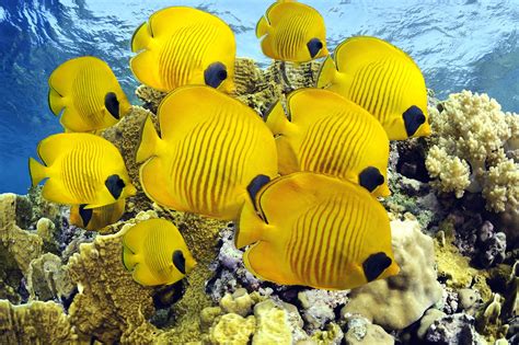 paisajes+naturales | Animales bajo el agua, Pescado marino, Peces de agua salada