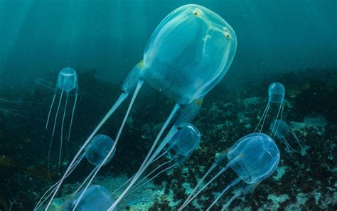 Top 10 Most Dangerous Jellyfish in the World - Ultimate Topics