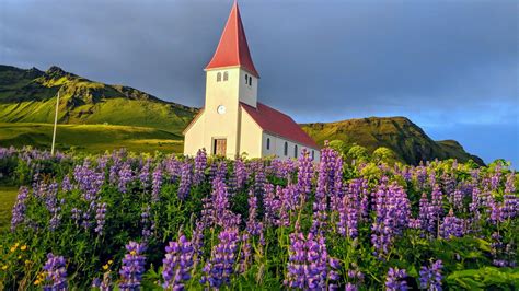 What You Need to Know About Lupine Flowers in Iceland