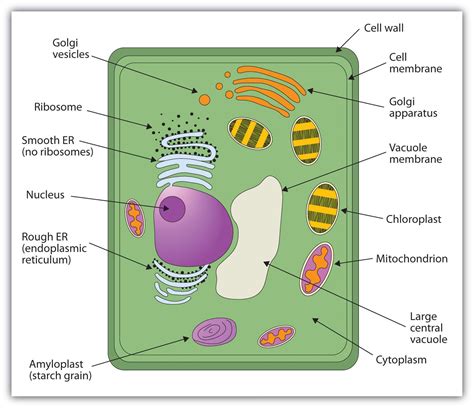 Biology Year 11 Term 1 > Holmes > Flashcards > Classifying Life | StudyBlue