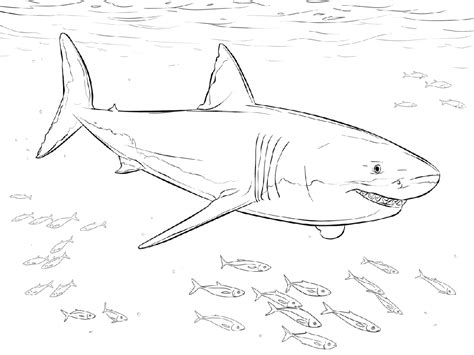 Free Shark Color Pages | Activity Shelter