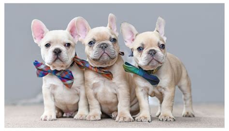 A Guide to 57 French Bulldog Names for Every Pawsome Personality! - Rocky Kanaka