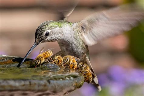 35 Award Winning Wildlife Animal Photography Examples Of 2017