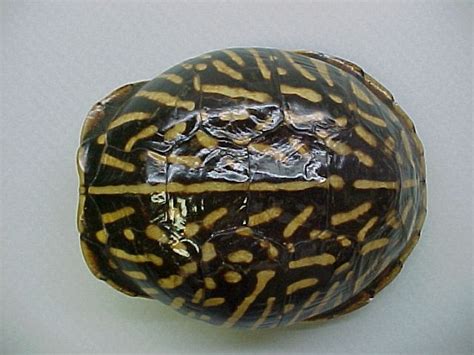 Ornate Box Turtle Facts and Pictures | Reptile Fact