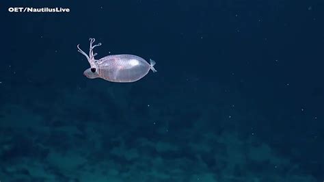 Rare Encounter With Piglet Squid Leaves Deep Sea Explorers Speechless