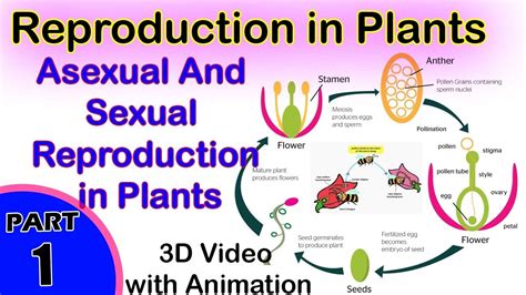 How Do Flowers Reproduce Sexually And Asexually