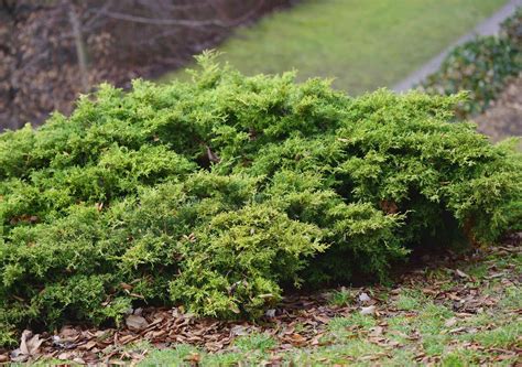 Creeping Juniper: Care and Growing Guide