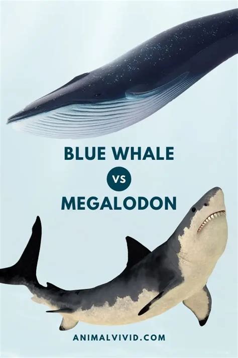 Blue Whale Size Comparison To Megalodon