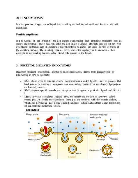 Types of vesicular transport