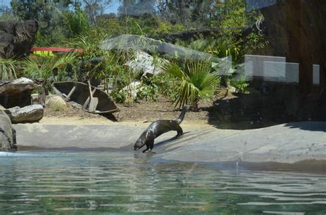 Giant River Otter Habitat - ZooChat