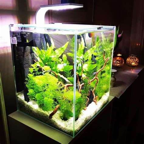 Nano aquarium infos conseils – Artofit