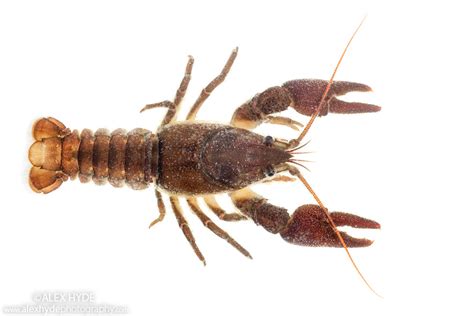 White-clawed Crayfish (Austropotamobius pallipes) | Alex Hyde