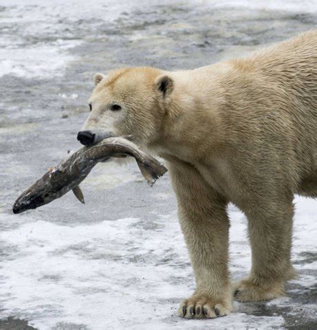 Do Polar Bears Eat Fish - Why do polar bears eat fish - Zooologist