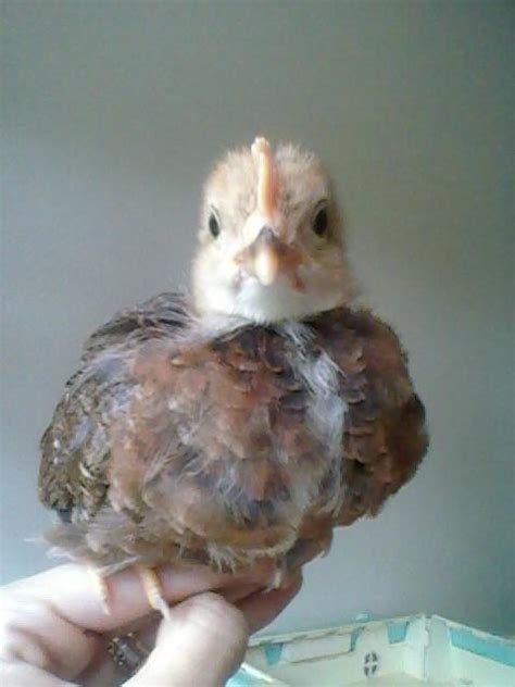 4 week old Welsummer Pullet or Roo??? | BackYard Chickens