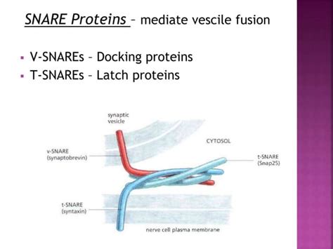 Vesicular transport | PPT