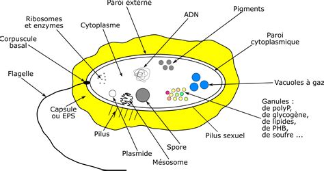 Clipart - Bacterie