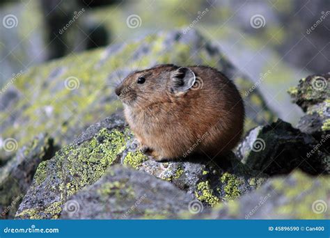 Pika in rocky habitat stock photo. Image of conservation - 45896590