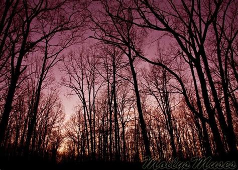 Items similar to Landscape Photo, Night Sky Landscape Art Print, Forest Photograph, Black Purple ...