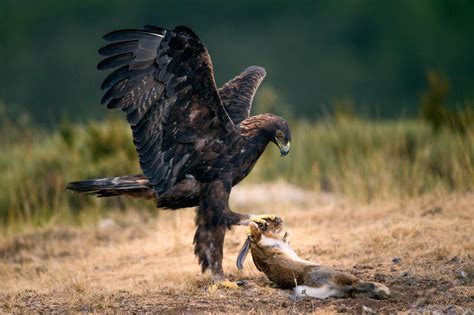 Golden Eagle Hunting Fish