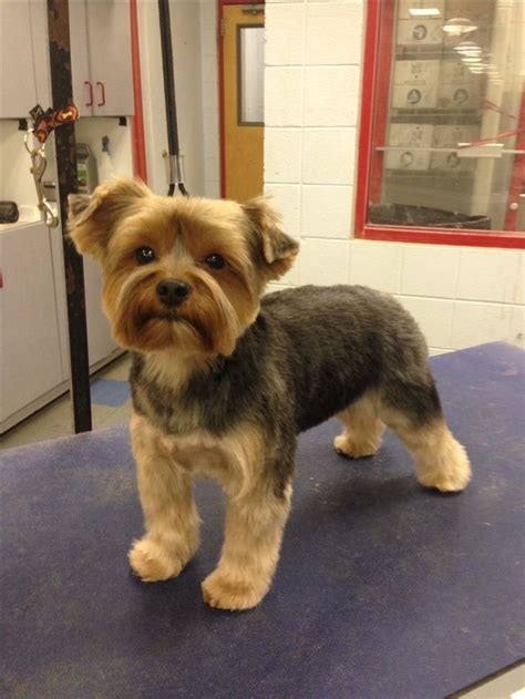 Male Yorkie Poo Haircuts Styles Pictures - Pets Lovers