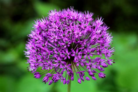 Allium Purple Sensation – Stow Garden Center