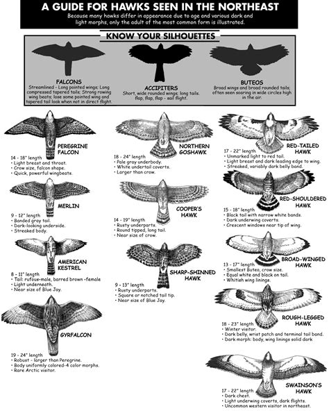 North East Hawk Watch - Hawk Guide