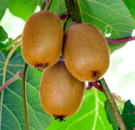 Actinidia chinensis - Golden Kiwi (Organic) - The Seed Vine