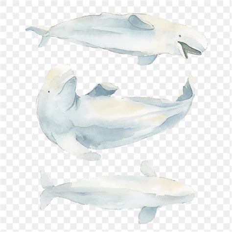 Watercolor painted beluga whale transparent png | premium image by ...