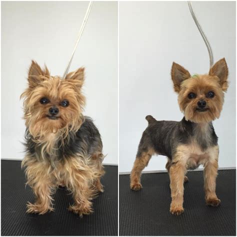 Male Yorkie Poo Haircuts Styles Pictures - Pets Lovers