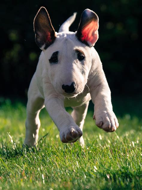 77+ Bull Terrier Training Picture - Bleumoonproductions