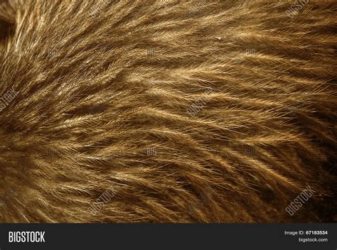 Kiwi Feathers Image & Photo (Free Trial) | Bigstock