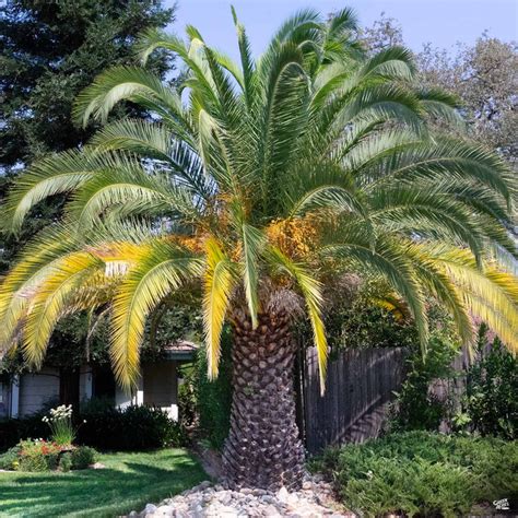 Canary Island Date Palm — Green Acres Nursery & Supply