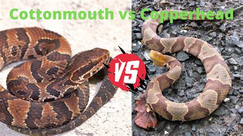 Cottonmouth vs Copperhead Snake - What is the difference? - Animal Hype