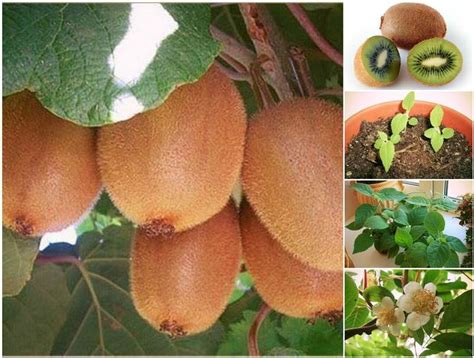 How to Grow a Kiwi Plant from Seed