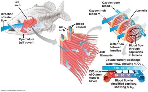 How Do Fish Breath Underwater? - Fish Article