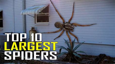 Top 10 World's Largest Giant Spiders in the World - YouTube