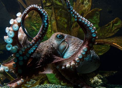 Inky the Octopus and the Upsides of Anthropomorphism | The New Yorker