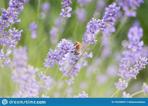 Lavender and bumblebee stock image. Image of animalia - 153338037