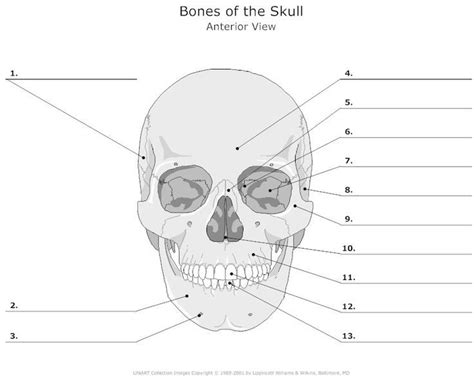 skull / facial bones worksheet | Cycle 3 - SCIENCE - Classical ...