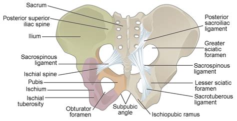 The Pelvic Girdle and Pelvis | Anatomy and Physiology I