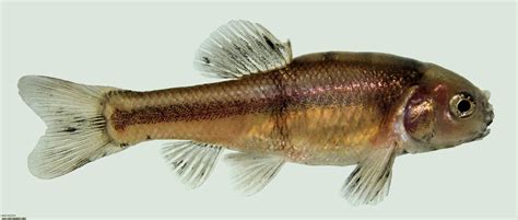 Hero of Aquatic Toxicology: The Fathead Minnow | Situ Biosciences LLC