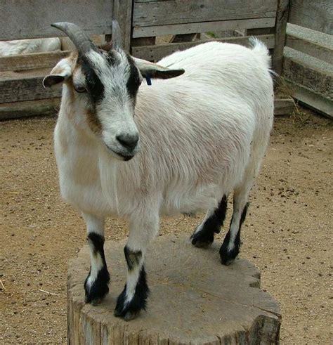 Pygmy Goat (American Pygmy) Info, Size, Lifespan, Temperament, and Pictures