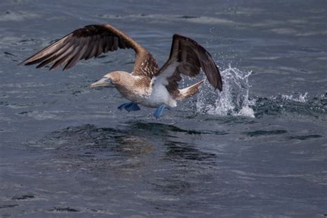 The Galapagos Islands Wildlife Guide