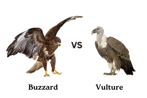 Buzzard vs. Vulture: What's the Difference?