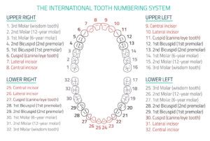 Tooth Chart | Enable Dental, Inc.