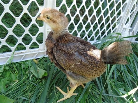 4 week old Welsummer Pullet or Roo??? | Page 2 | BackYard Chickens - Learn How to Raise Chickens