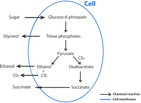 Yeast Fermentation Equation